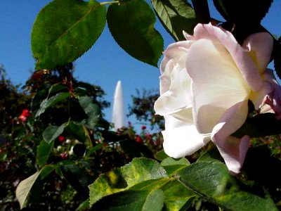White Rose