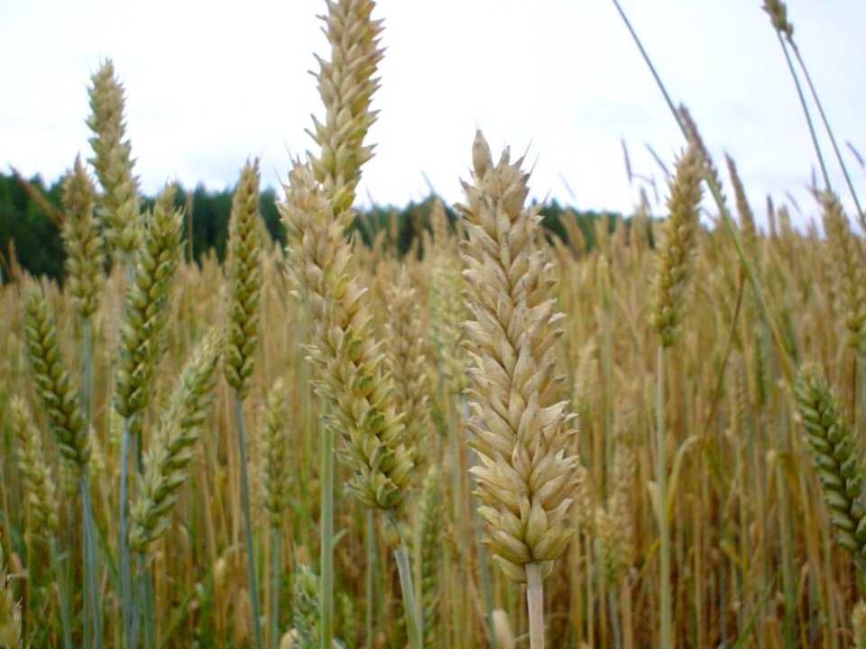 Wheat