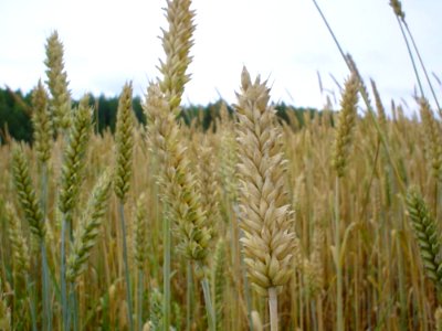 Wheat
