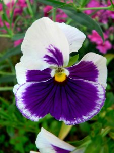 White And Purple Flower