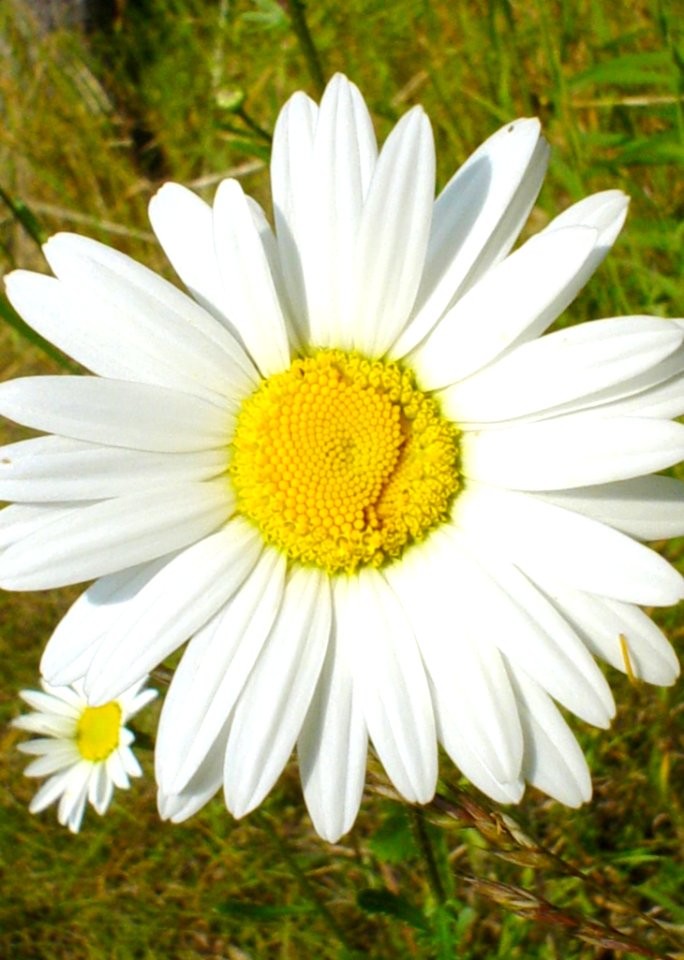 White Daisy