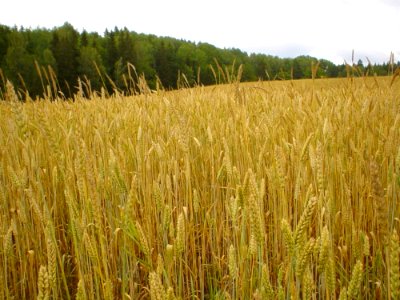 Wheat 3