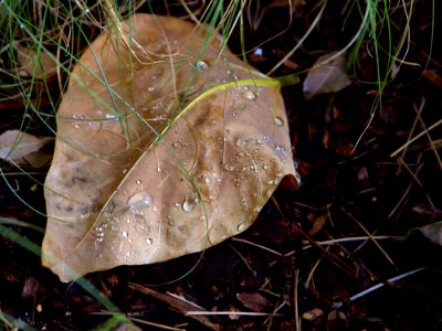 Water Drops Leaf