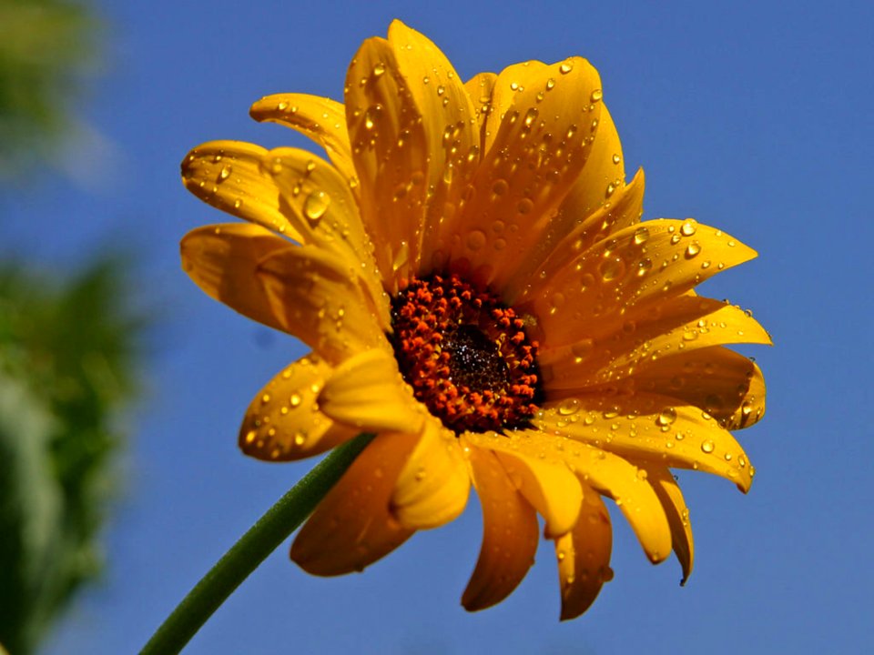 Wet Dewy Daisy photo