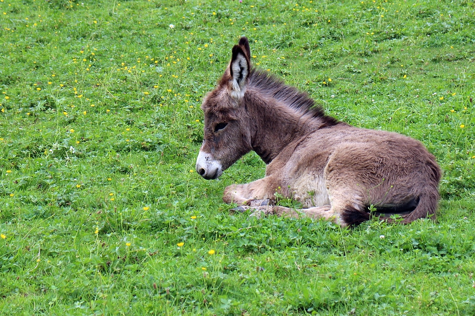 Baby animal animal world
