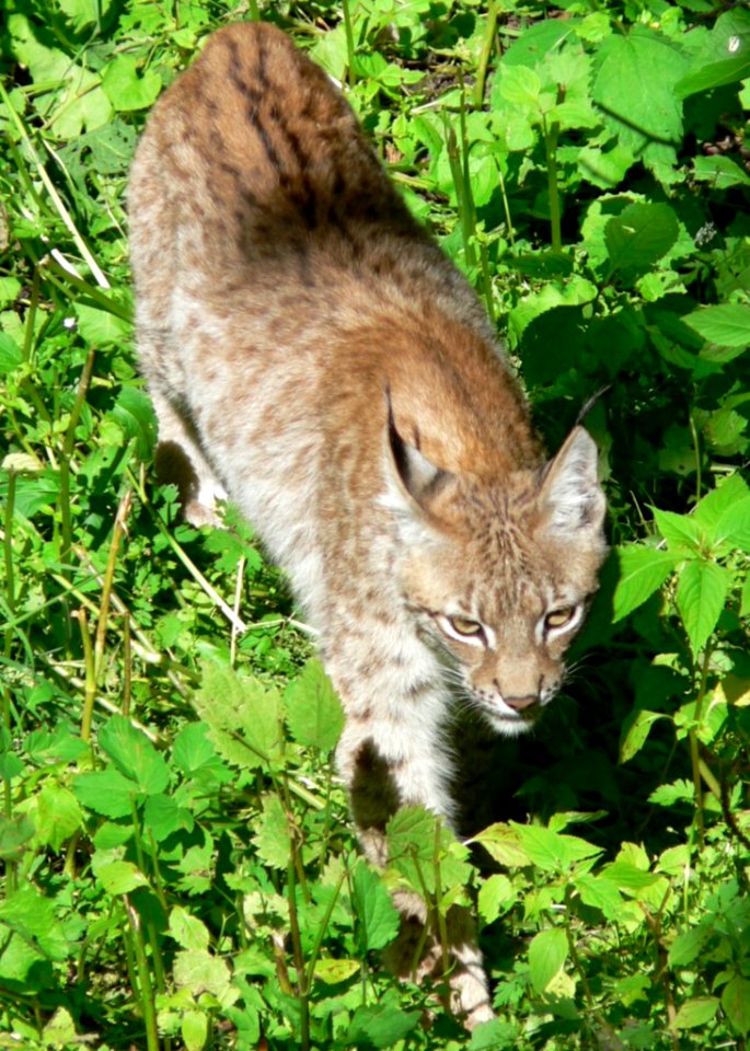Walking Lynx