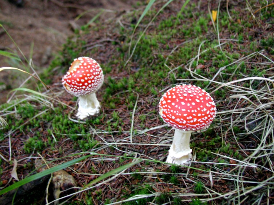 Two Amanita Muscaria