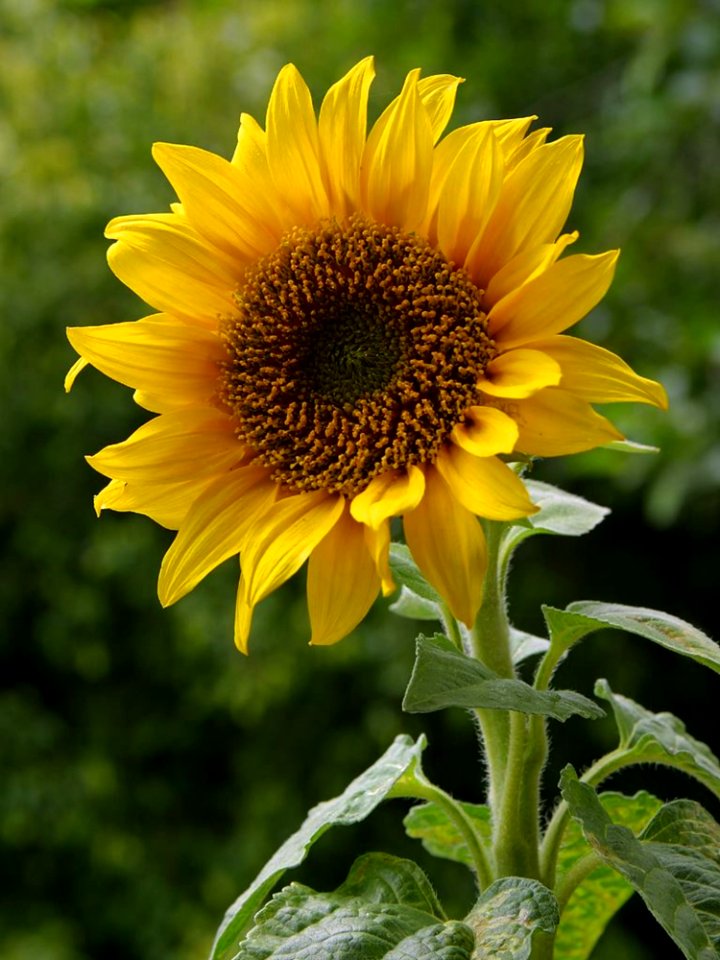 Sun Flower 3 photo