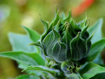 Sunflower 3