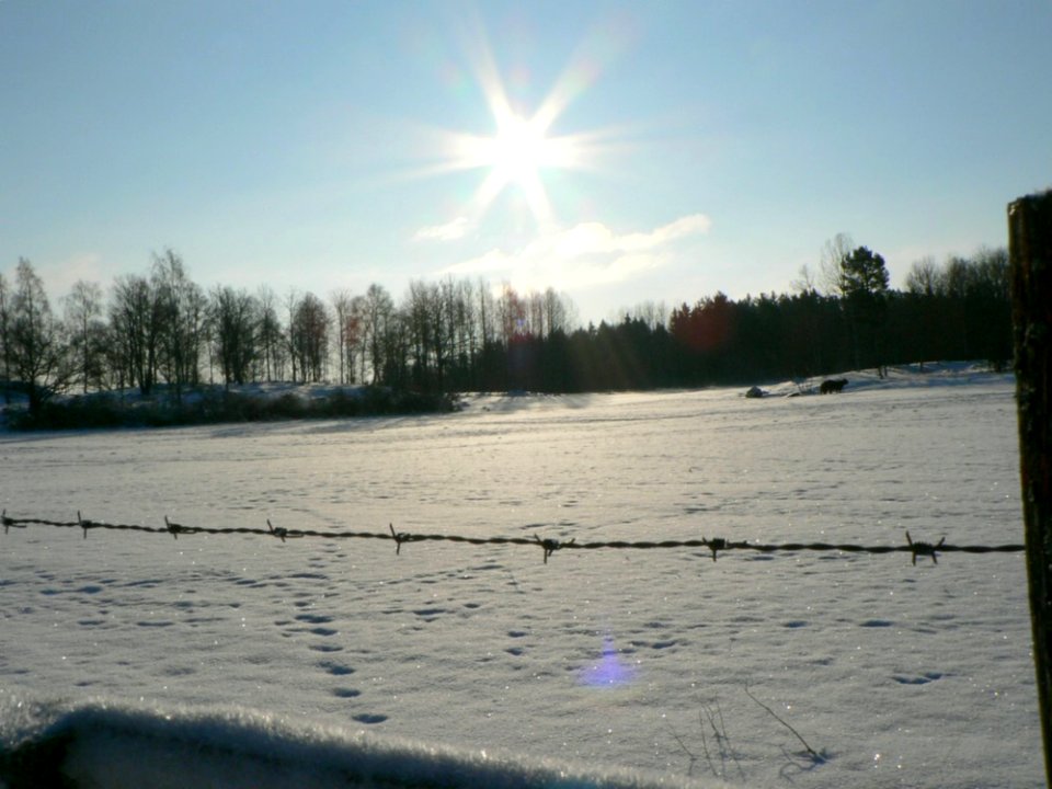 Sunshine On Cattle Field