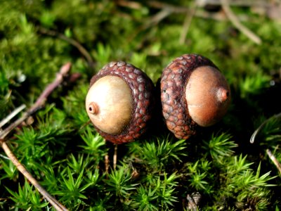 Two Acorns In Moss