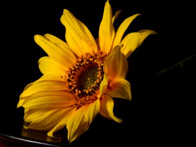 Sunflowers 2