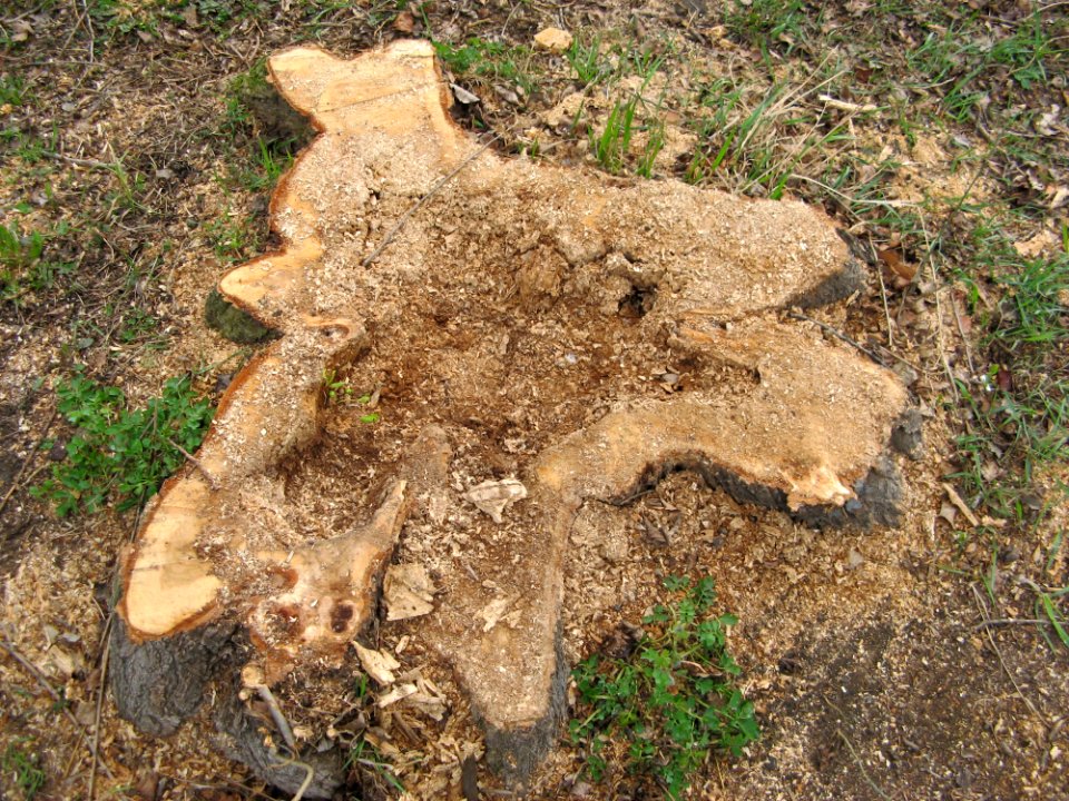 Stump