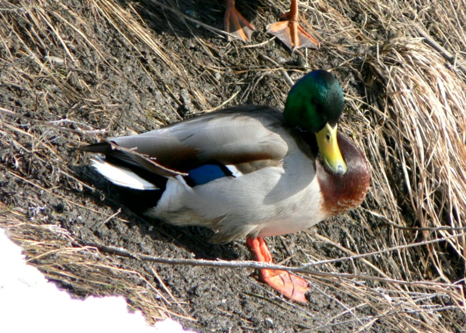 Sunbathing Mallard