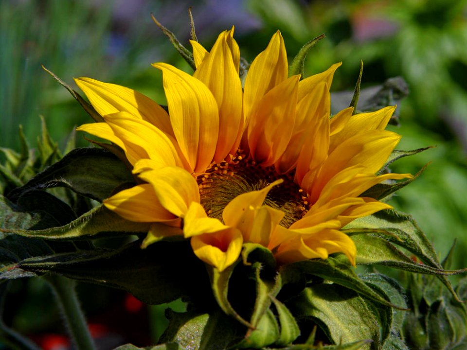 Sunflower 2