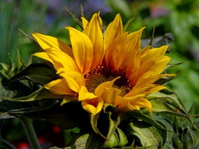 Sunflower 2 photo