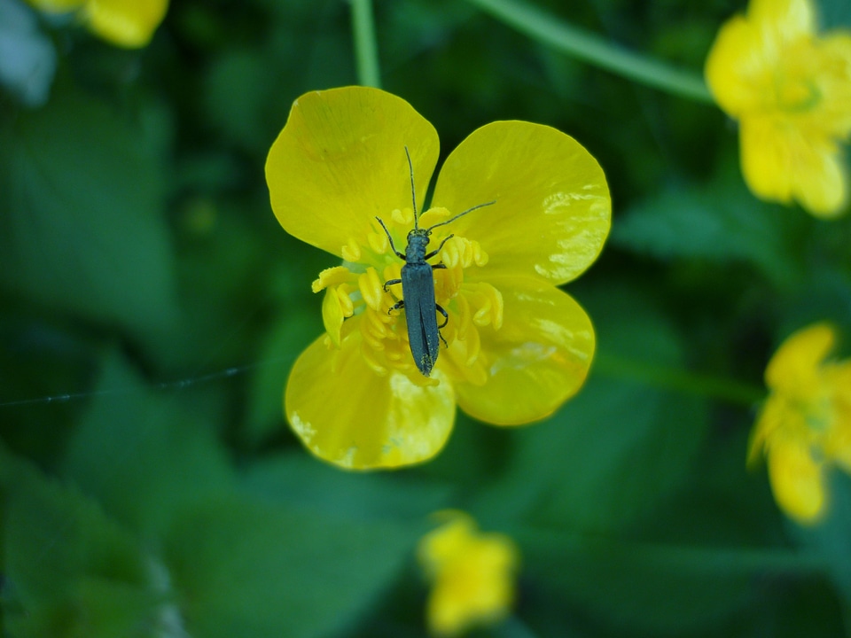 Insect animal nature
