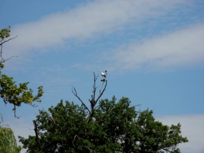 Stork