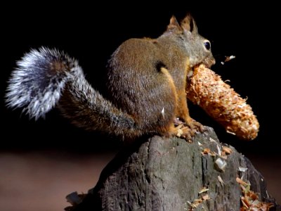 Squirrel 4