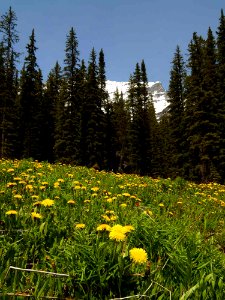 Spring Dandelions