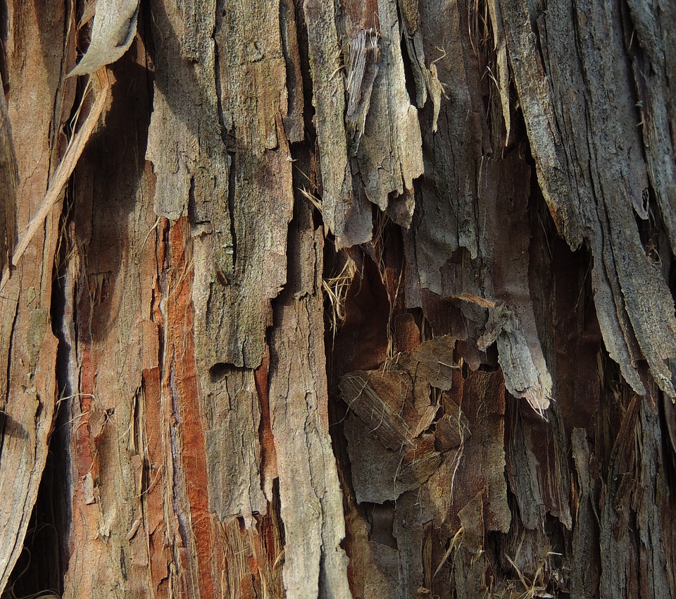 Tree organic agriculture