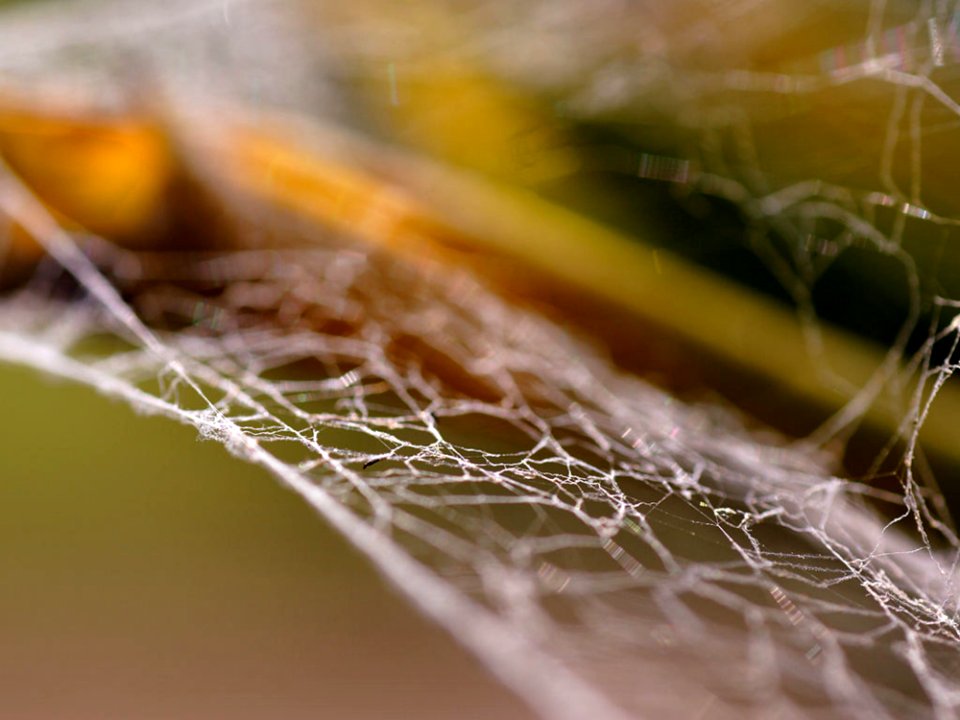 Spiderweb 3