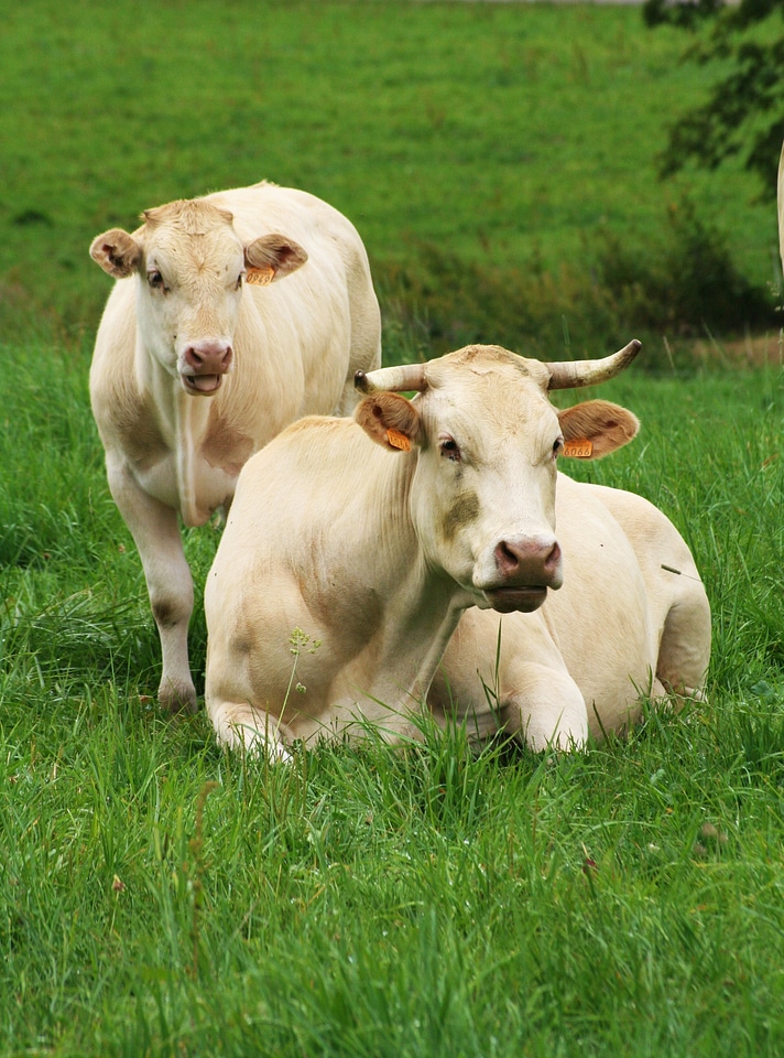 Aubrac spring nature