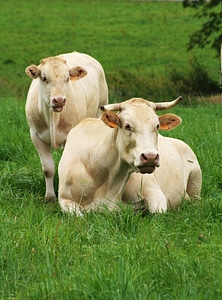 Aubrac spring nature