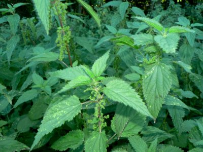 Stinging Nettles