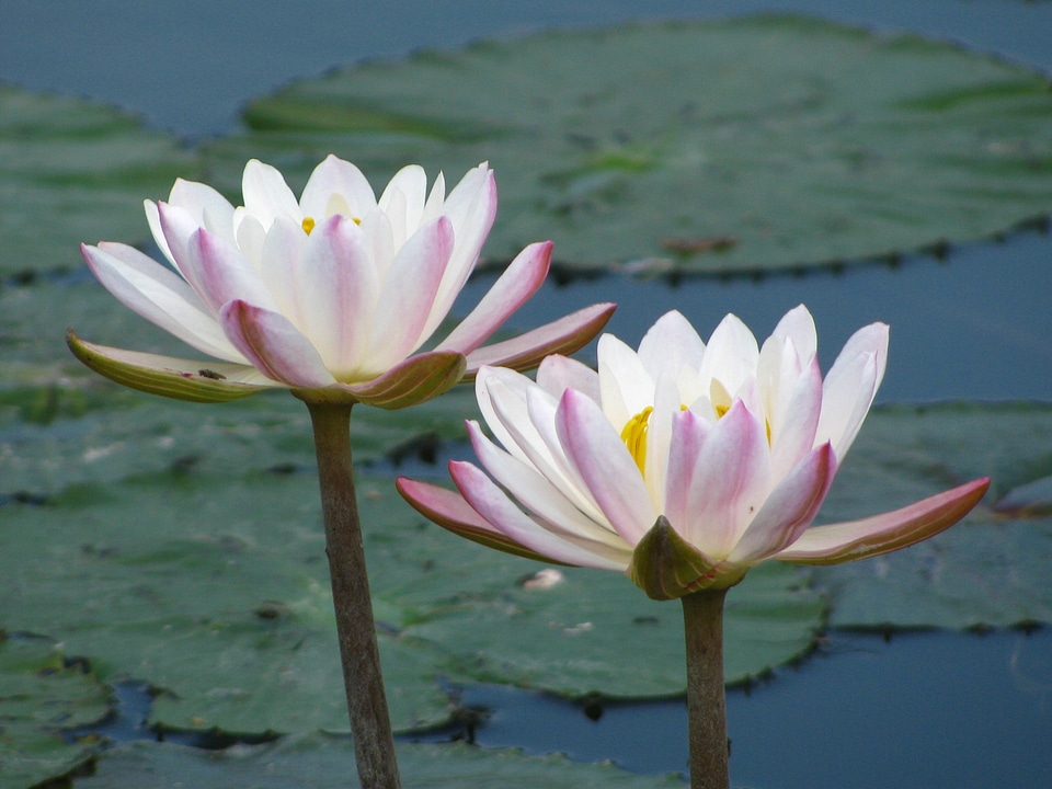 Water lilies white