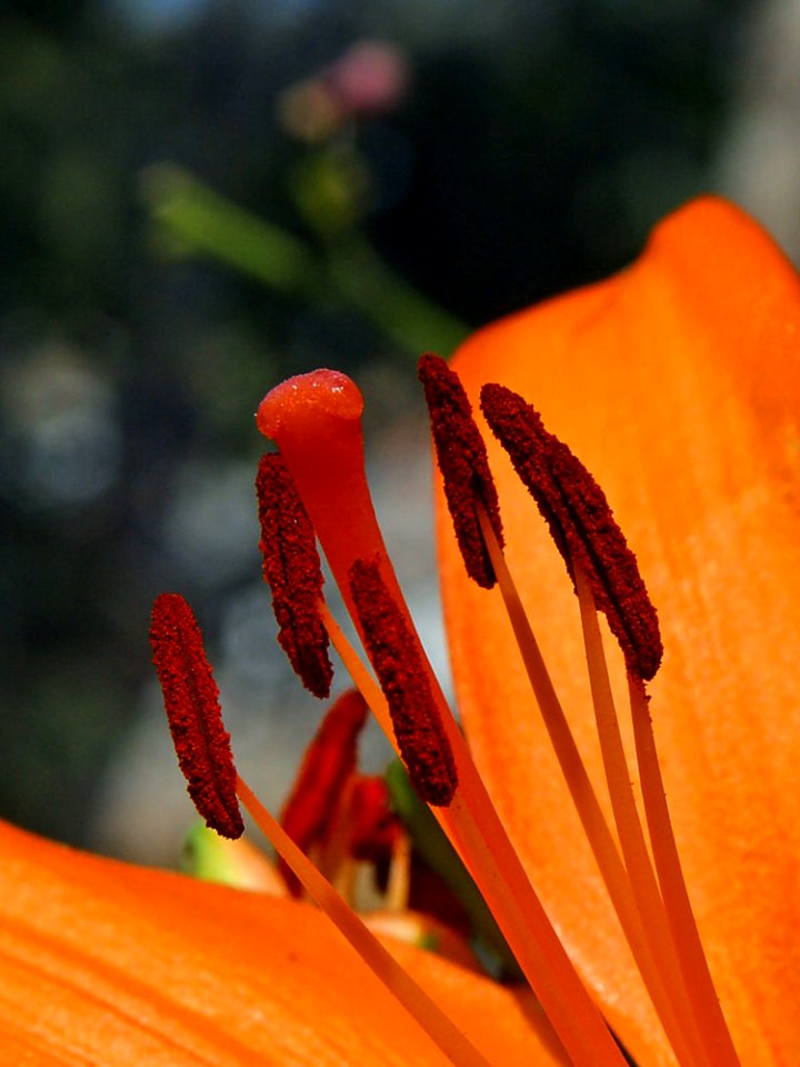 Stamen And Pistil