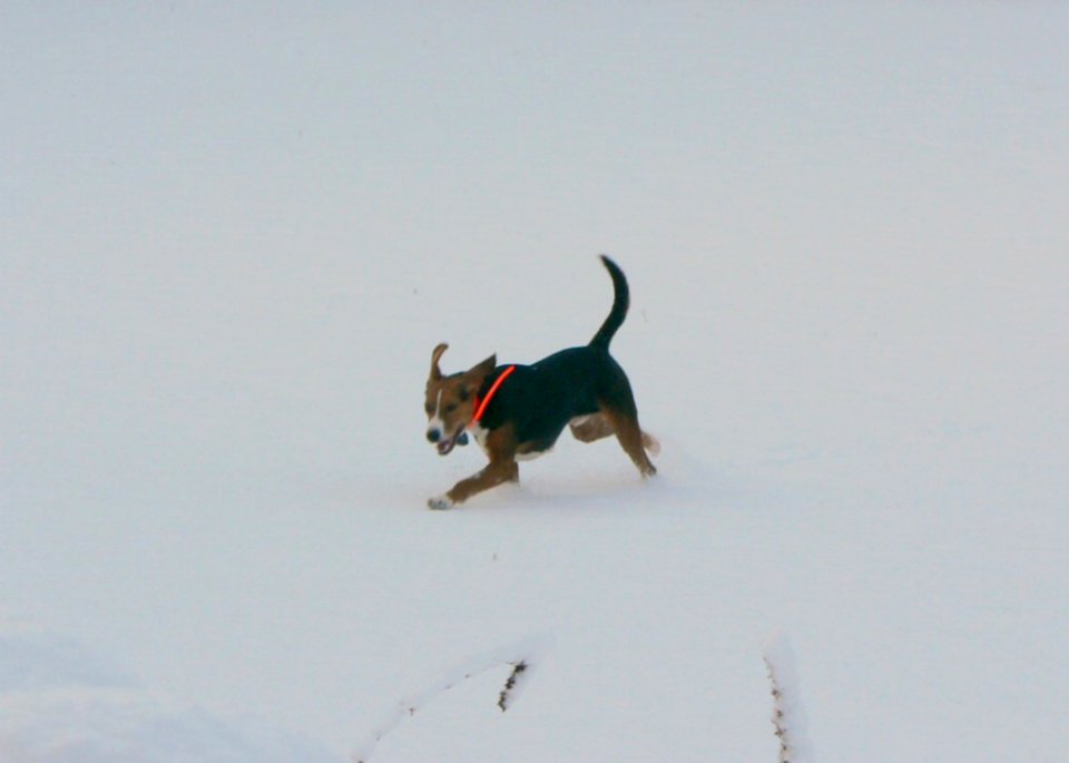 Sporting Dog Running In Snow