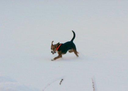 Sporting Dog Running In Snow