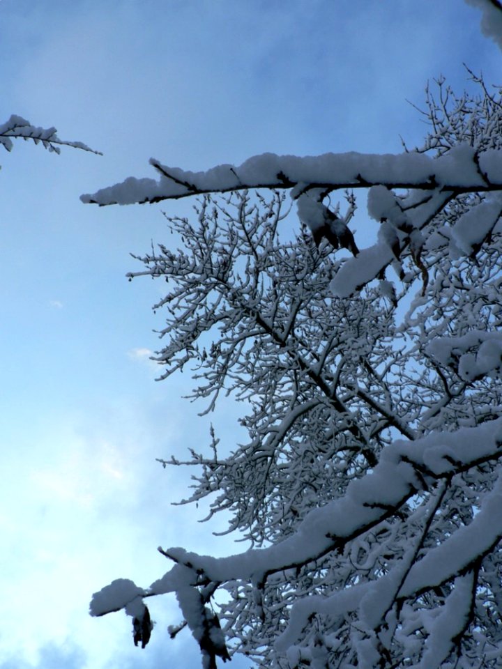 Snowy Tree