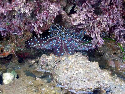 Star Fish