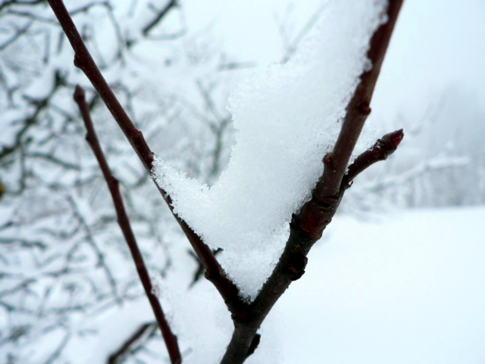 Snowy Branch 2