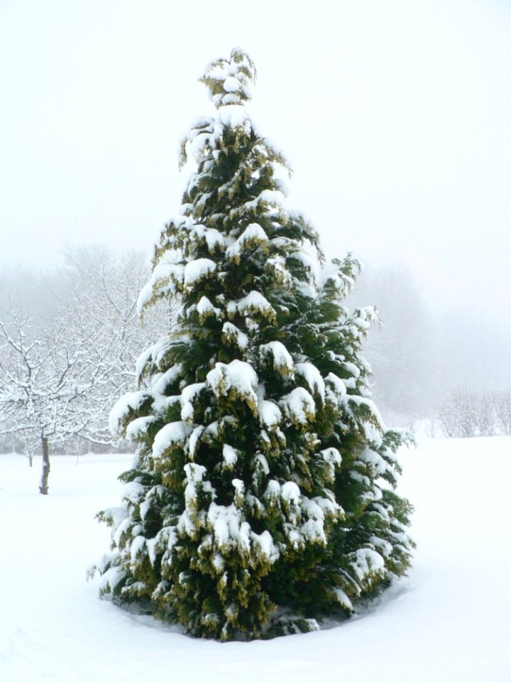 Snow On Cypress Tree