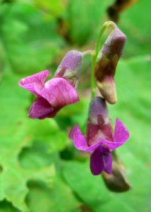 Spring Vetchling