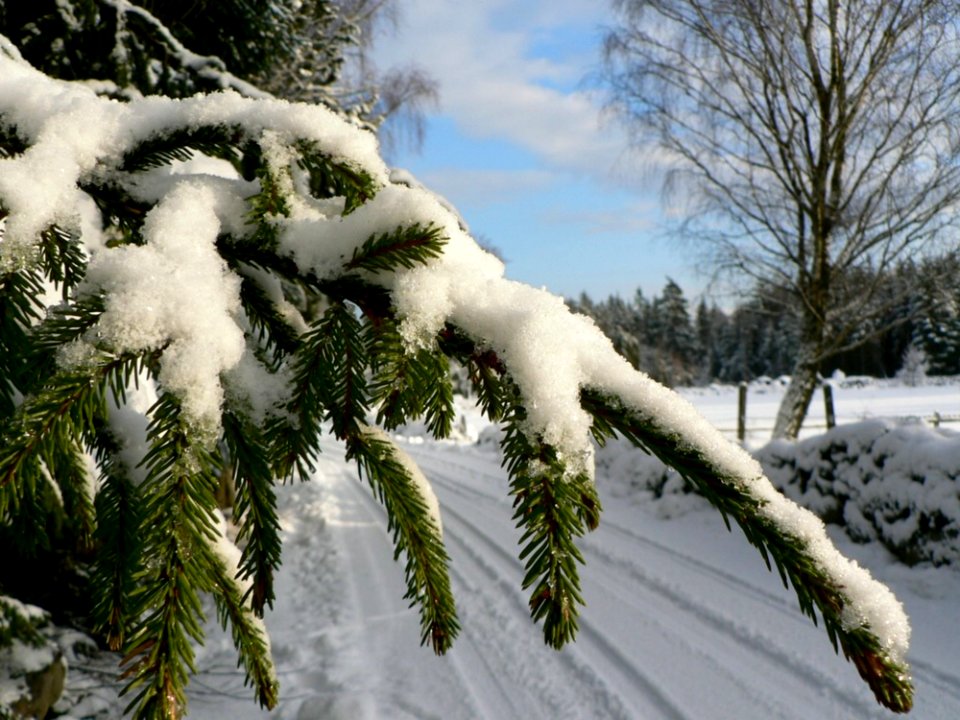 Snowy Spruce Branch