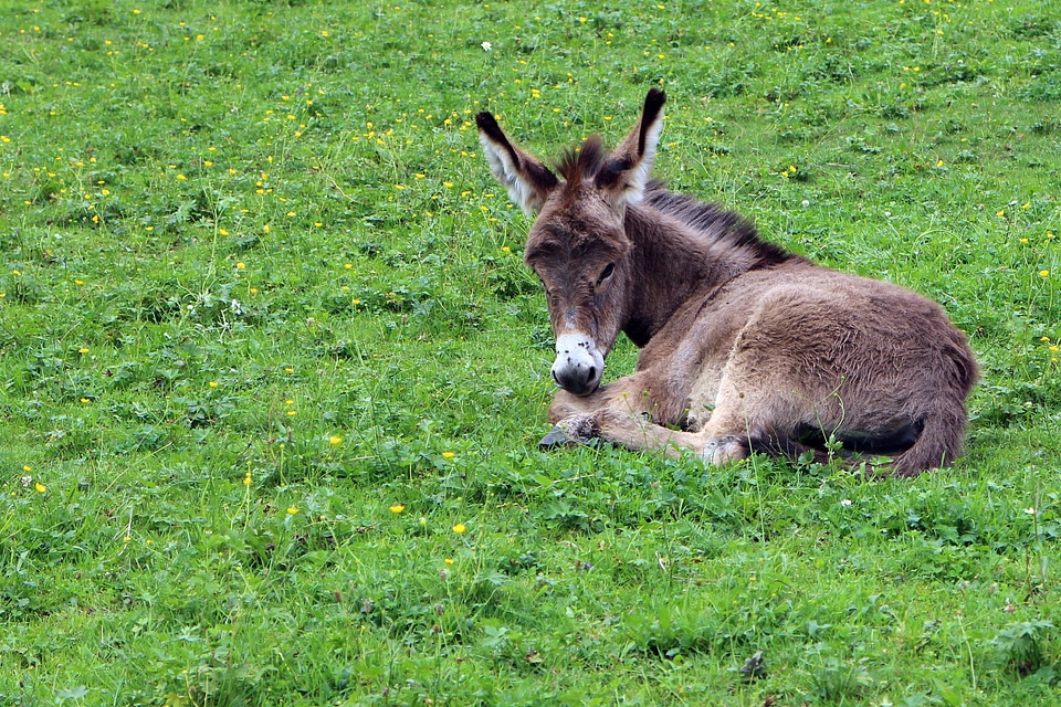 Baby animal animal world
