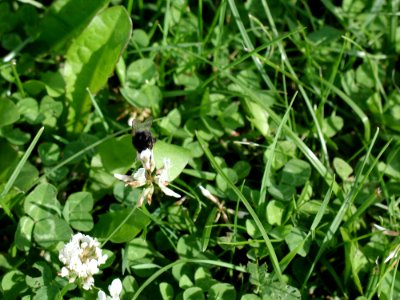 Trefoil 6