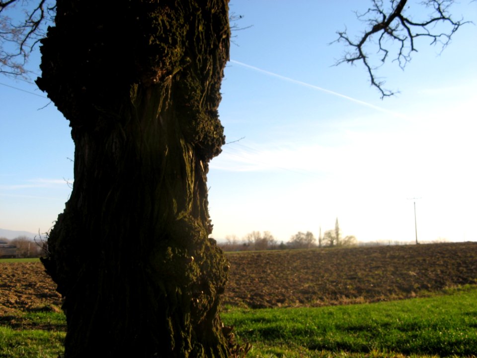 Trunk