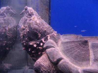 Turtles Head