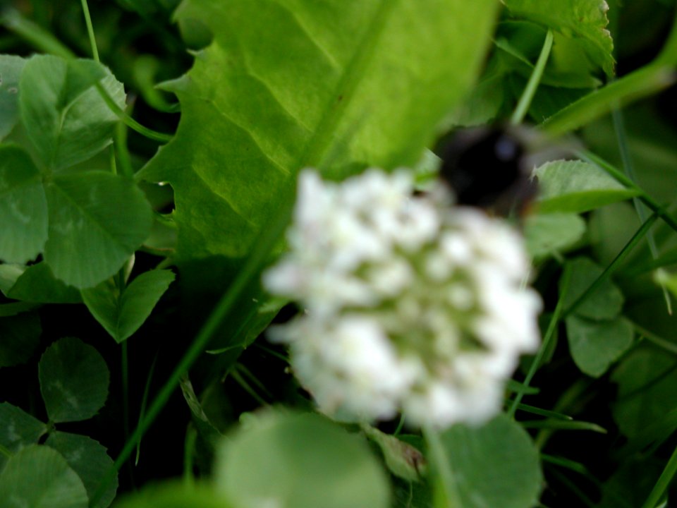 Trefoil 4