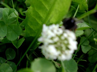 Trefoil 4