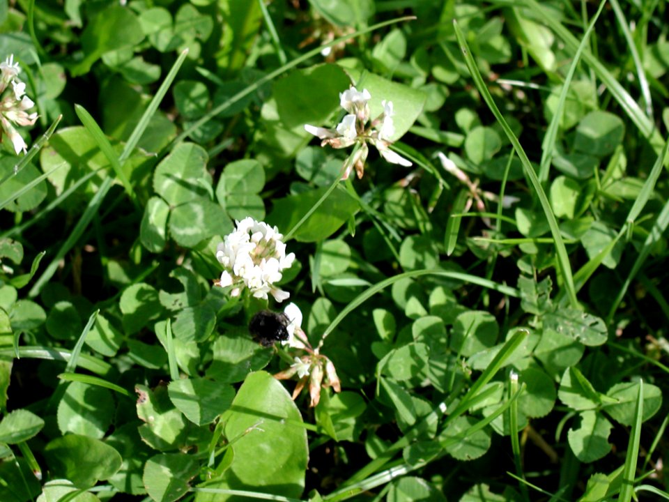 Trefoil 5