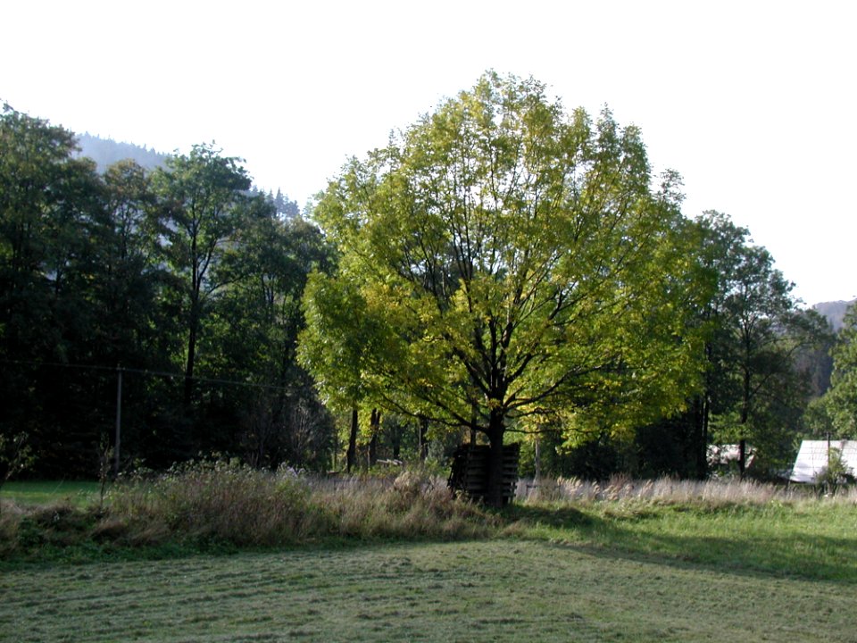 Tree 2