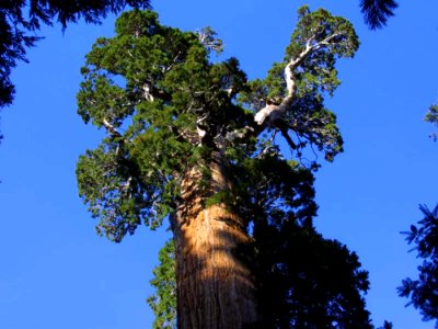 Tree 3
