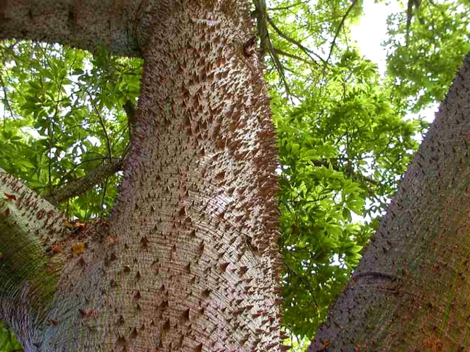 Tree 2