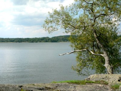 Tree On Lake Rock Shore